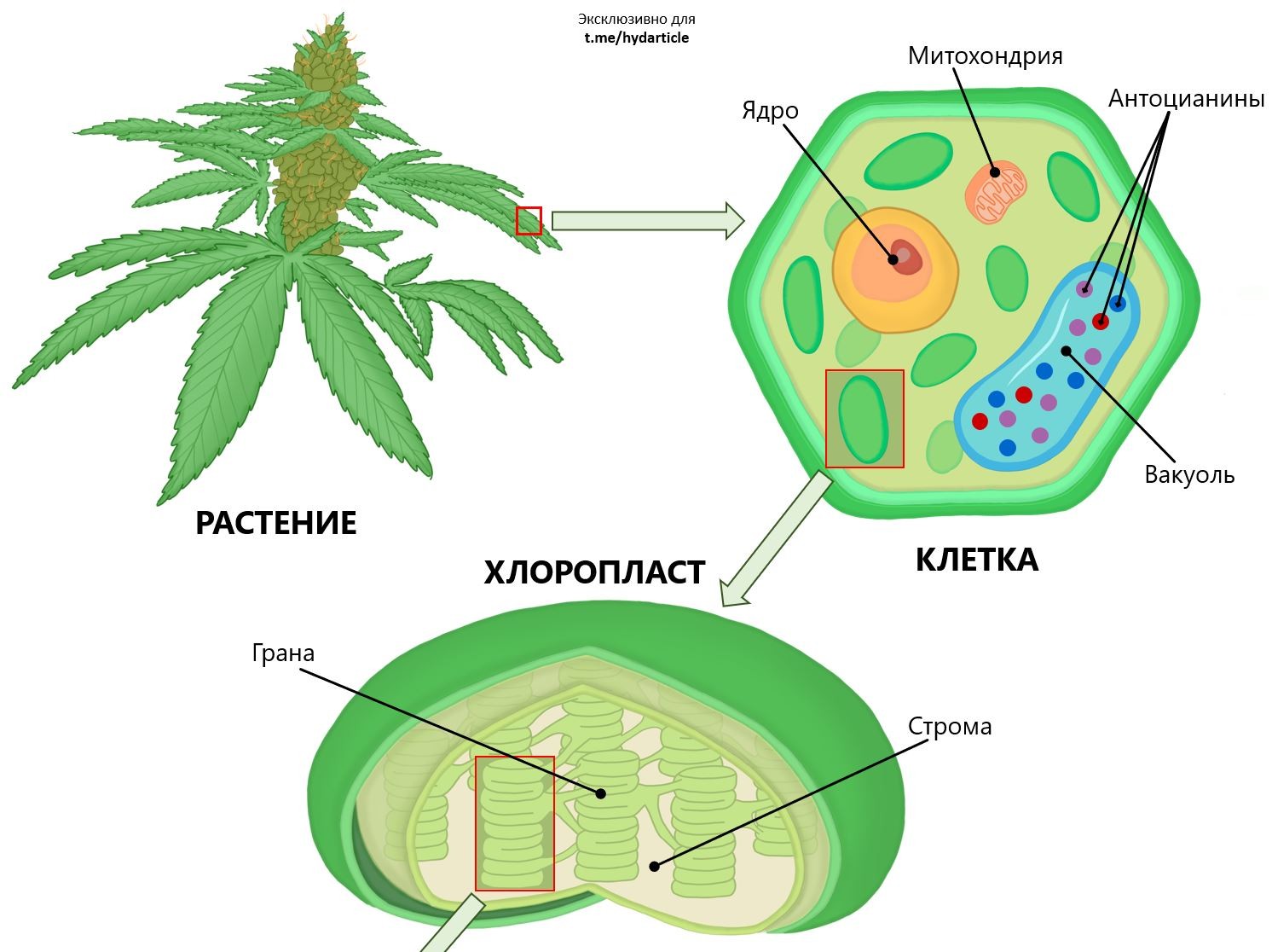 Хлоропласты в клетках листьев крупные. Хлоропласт рисунок. Строма хлоропласта. Схема строения хлоропласта.