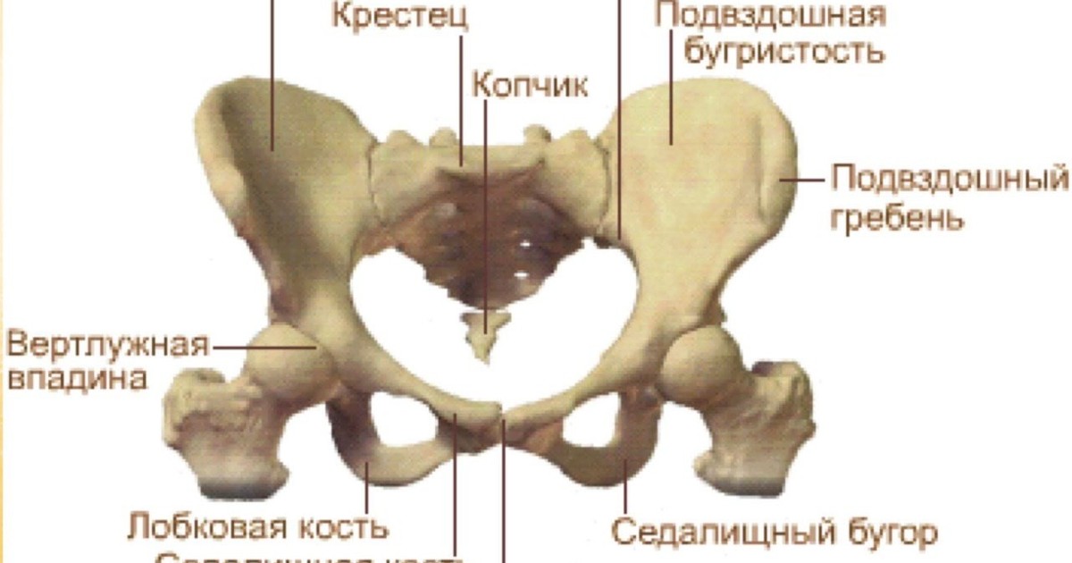 Подвздошная кость седалищная. Тазовая кость крыло подвздошной кости. Лонная кость анатомия человека. Подвздошная и седалищная кости таза.