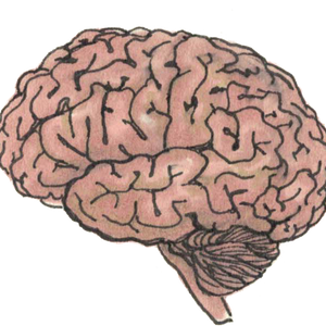 Гиппокампус: блог про мозг, поведение и нейронауки