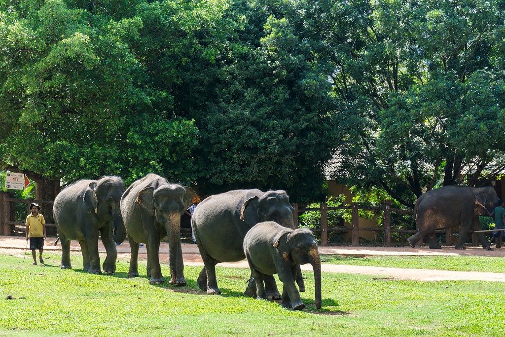 Ферма шри ланка. Приют для слонов Пиннавела Шри-Ланка. Шри Ланка слоны Пинавелла. Слоновий питомник Шри Ланка Пиннавела. Шри Ланка приют Пиннавела.