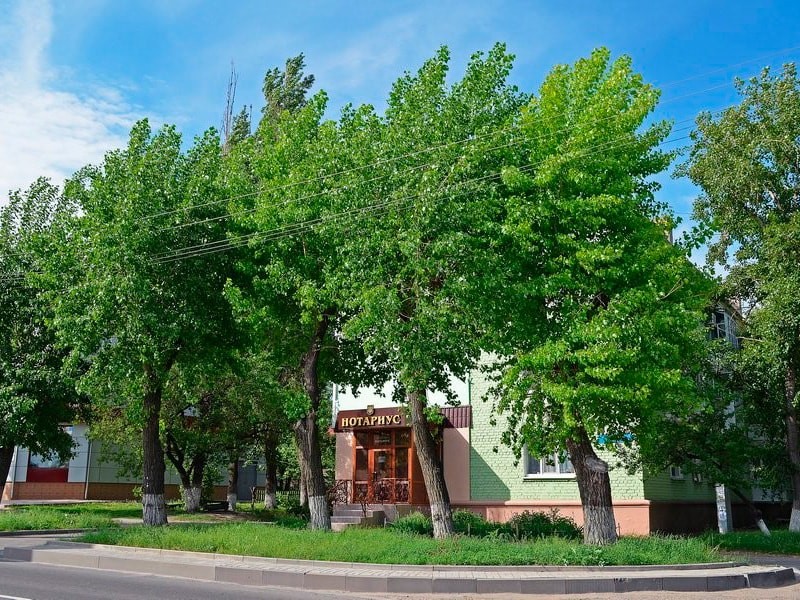 Посадить дерево тополь. Тополь дерево в городе. Кронированный Тополь. Деревья в Луганске. Красивый Тополь в городе.