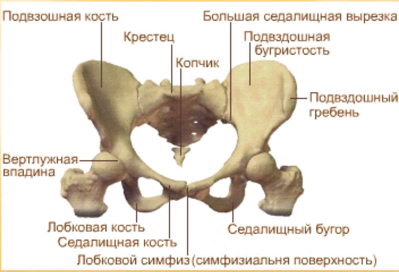 Боль в подвздошной кости. Лонная кость строение таза. Симфиз тазобедренного сустава. Функции лонная кость. Подвздошная кость анатомия человека.